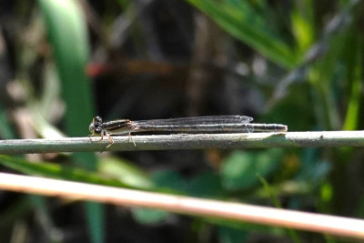 Round Winget Bluet / Prioschnura rotundipennis vr.