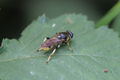 Grote gouden bladloper