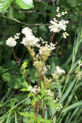 Moerasspirea