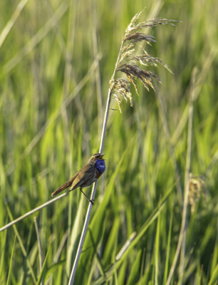 blauwborst.jpg