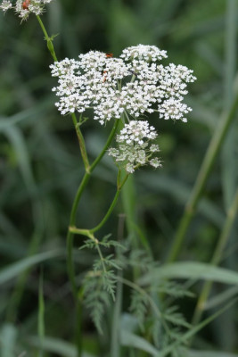 Melkeppe