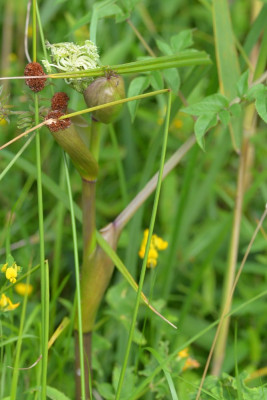 Gewone engelwortel