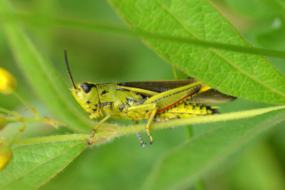 Moerassprinkhaan ♂