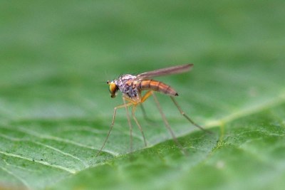 Sciapus platypterus