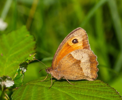ALB_5957  Vlinders,  Vlinders in Nederland.jpg