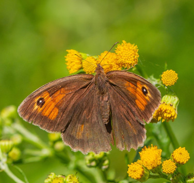 ALB_5949  Vlinders   Vlinders in Nederland.jpg