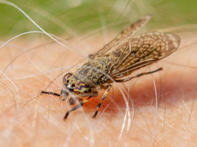 ALB_6024  Vlinders en overige insecten,  Insecten ~ waarnemingen en determinatie.jpg