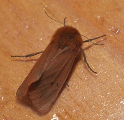P1019113kopie.JPG