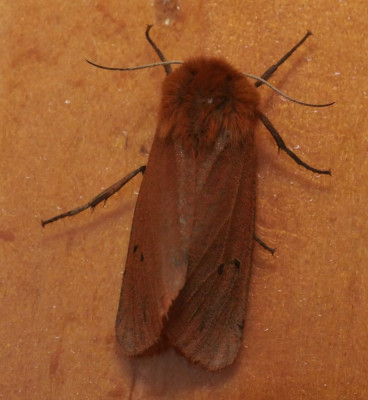 P1019147kopie.JPG
