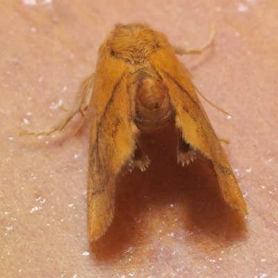 P1019279kopie.JPG