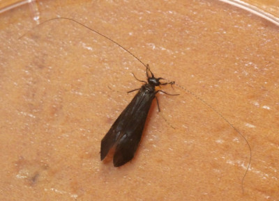 P1019385kopie.JPG