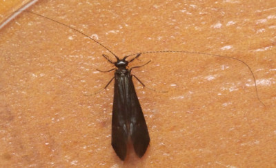 P1019387kopie.JPG