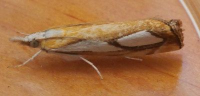 P1019392kopie.JPG