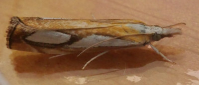 P1019400kopie.JPG