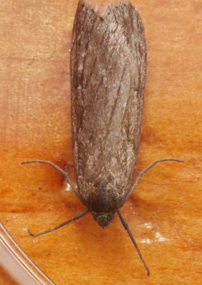 P1019455kopie.JPG