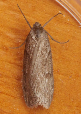 P1019462kopie.JPG