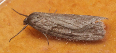 P1019467kopie.JPG