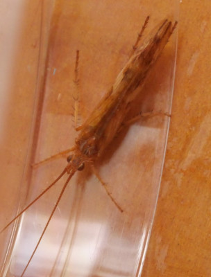 P1019493kopie.JPG