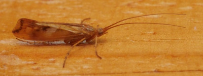 P1019512kopie.JPG