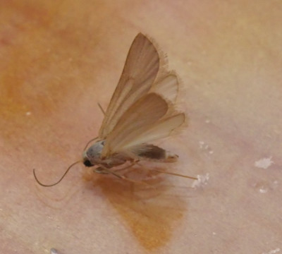 P1019621kopie.JPG
