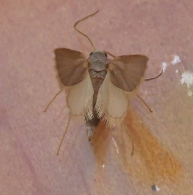 P1019623kopie.JPG