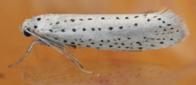 P1019663kopie.JPG