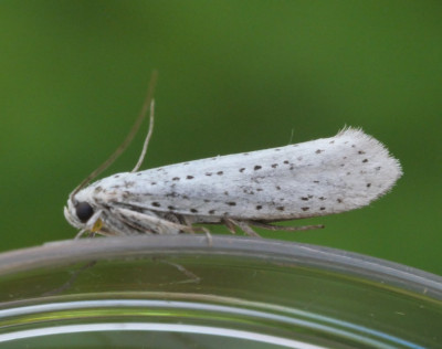 P1019676kopie.JPG