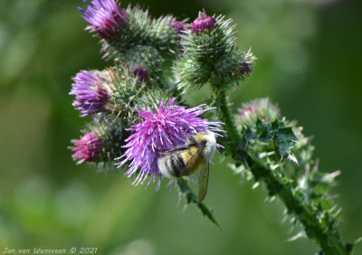 Veldhommel - Bombus lucorum - Capelle aan den IJssel.