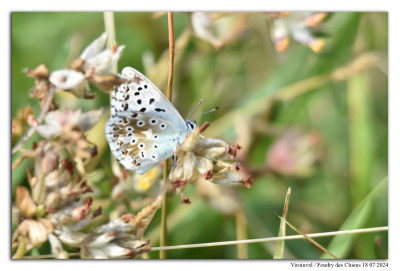 Bleek blauwtje 240718-035 kopie.jpg