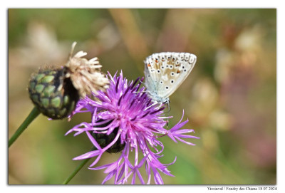 Bleek blauwtje 240718-026 kopie.jpg