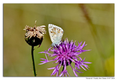 Bleek blauwtje 240718-028 kopie.jpg