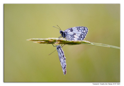Dambordje 240719-28-030 kopie.jpg