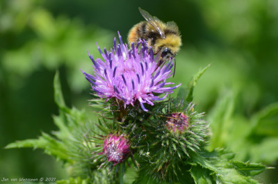 Weidehommel - Bombus - pratorum - Capelle aan den IJssel.