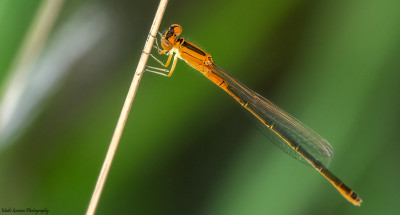 Tengere grasjuffer♀ (Small Bluetail)  Heerlerbaan 27 juli '21.