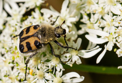 ALB_6291  Coleoptera,  Insecten.jpg
