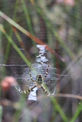 IMG_1081-2 Wespspin.JPG
