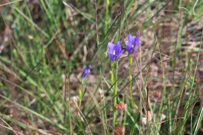 IMG_1103-2 Klokjesgentiaan.JPG