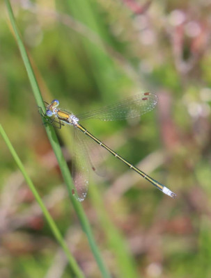 IMG_1114 -2 Gewone pantserjuffer.JPG