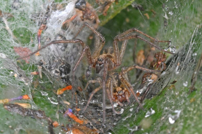 Gewone doolhofspin ♂♀