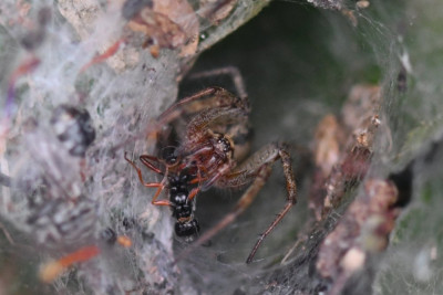 Gewone doolhofspin ♀
