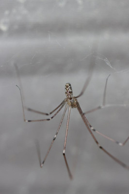 IMG_9269 Marmertrilspin (Holocnemus pluchei)  3.JPG
