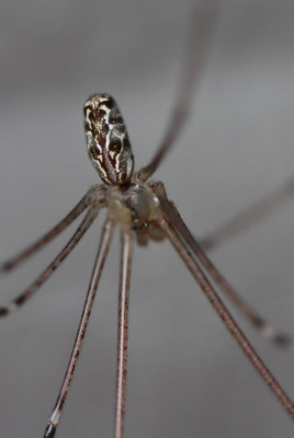 IMG_9273b Marmertrilspin (Holocnemus pluchei)  4.JPG