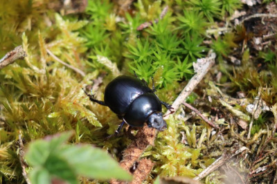 IMG_1048-2 Voorjaarsmestkever (Trypocopris vernalis).JPG