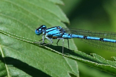 DSC02330 C Watermijt 2.JPG