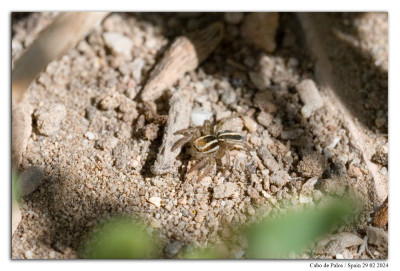 Gestreepte springspin 240229-072 kopie.jpg
