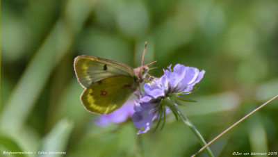 Bergluzernevlinder - Colias phicomone - Wallis -2019