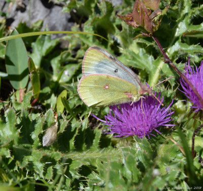 Bergluzernevlinder - Colias phicomone - Wallis - 2018