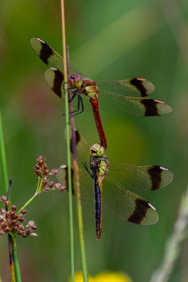 Copula, De Most - Balen