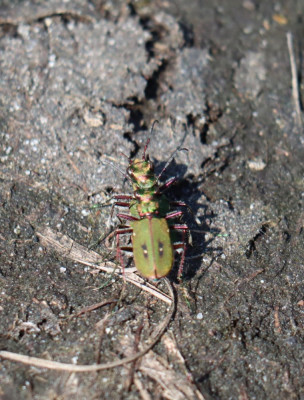 IMG_3550-2 Groene zandloopkever (Cicindela campestris) koppel.JPG