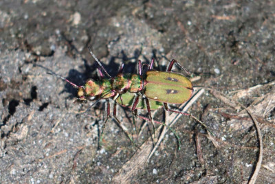 IMG_3555-2 Groene zandloopkever (Cicindela campestris) koppel.JPG